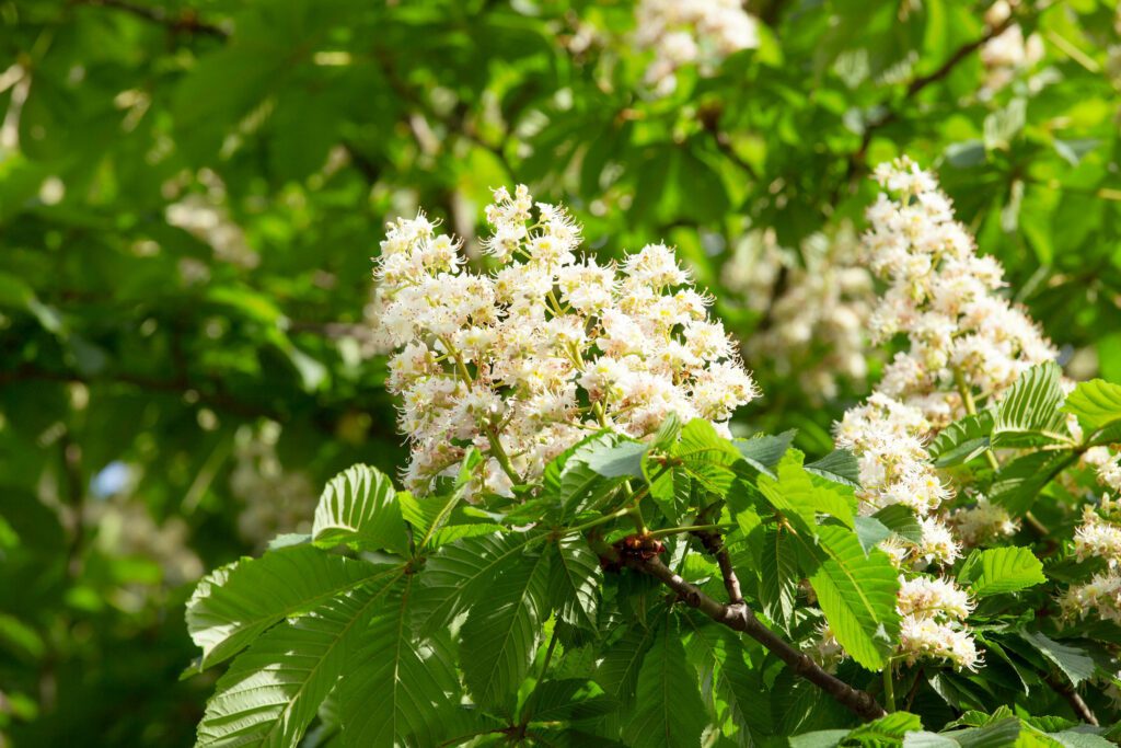 Michigan State Extension to host chestnut grower meetings through September