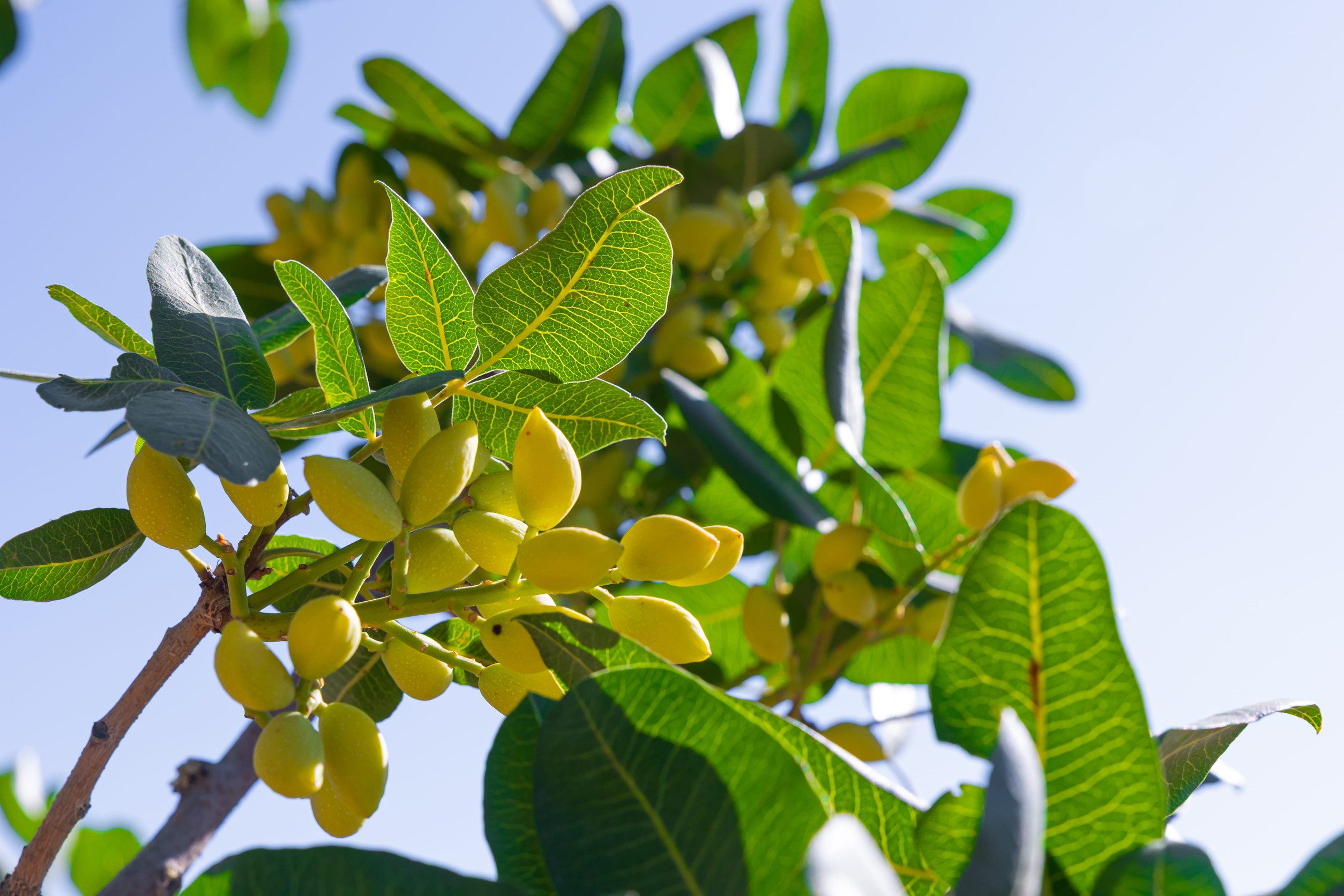 Pistachio nuts on the pistachio tree in focus.