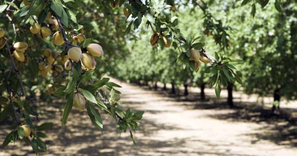 New EU trade agreement expands market access for California tree nuts