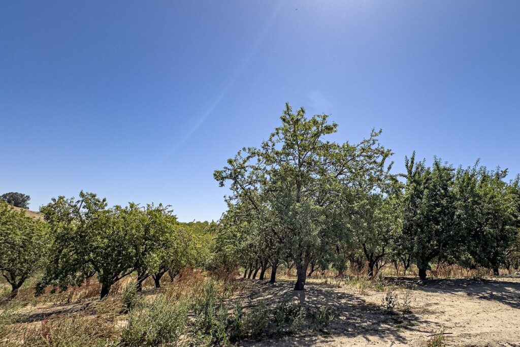 almonds growing on tree