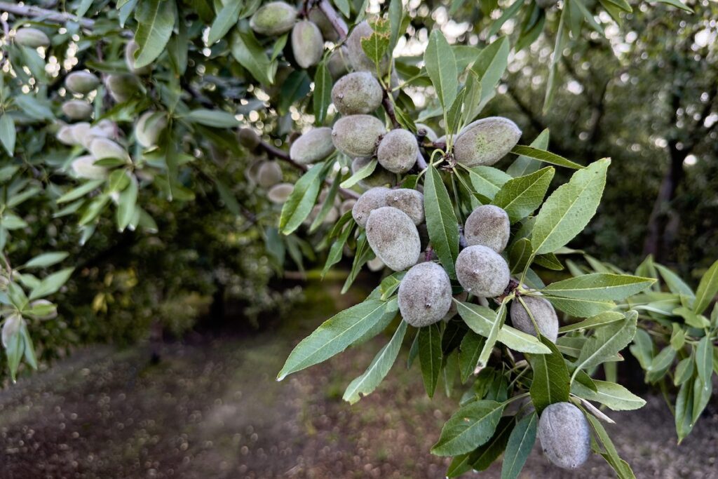 almonds growing on tree