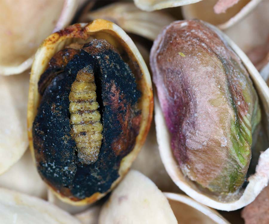 2026 Pest & Disease Survey Report for California and all U.S. tree nut growers