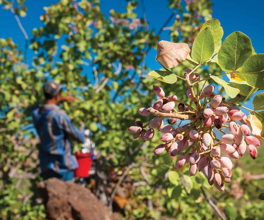 worker tending to nut tree in orchard