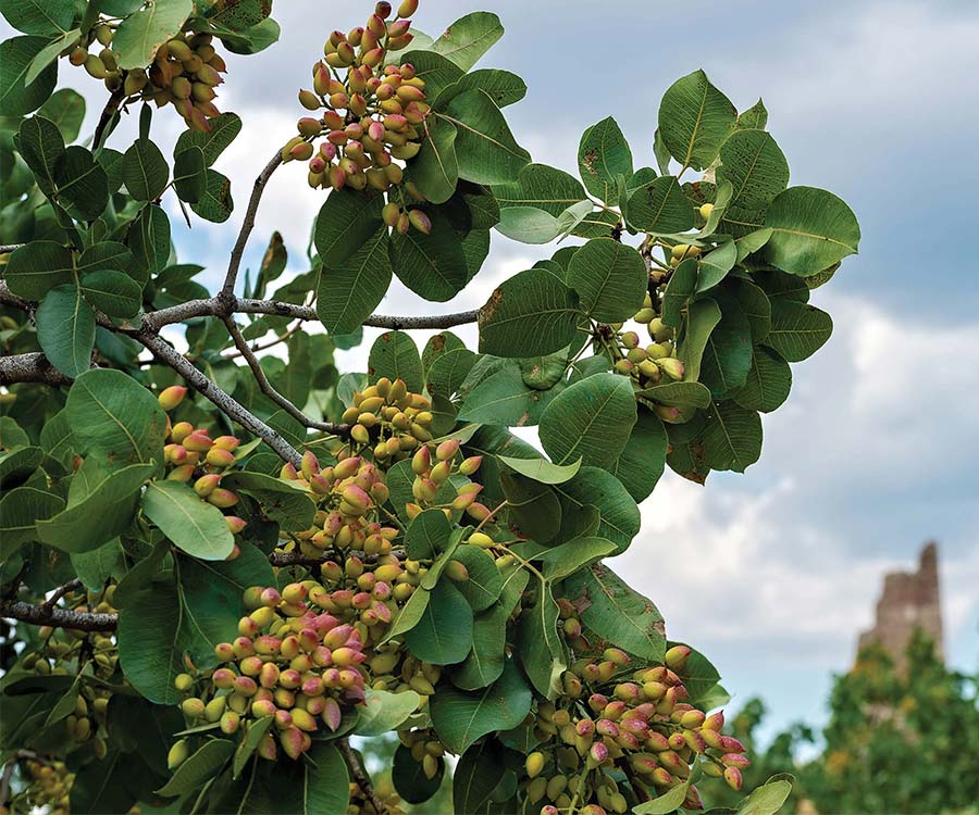 APG’s 2026 Pistachio season update across California