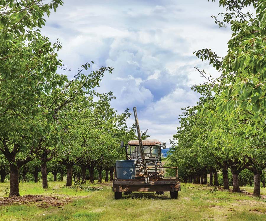 Water planning for a different future in California orchards