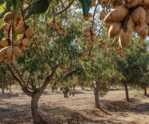 Advancing America’s nut industry through bipartisan action