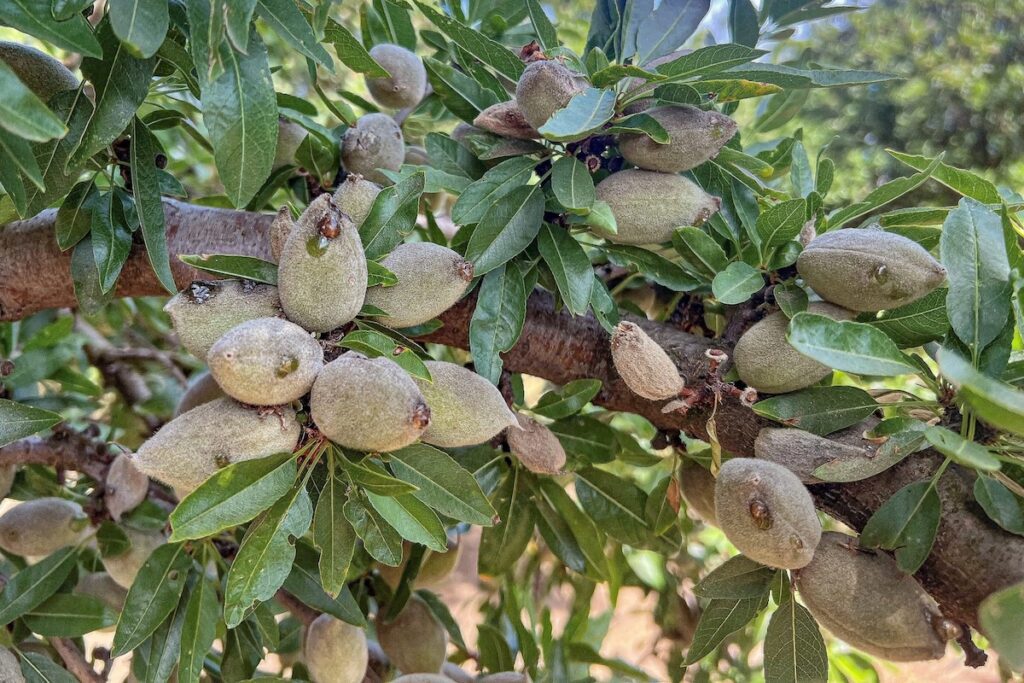 California almond crop running about 10 days ahead of normal, growers report