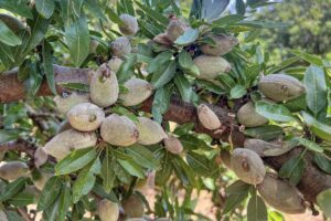 California almond crop running about 10 days ahead of normal, growers report