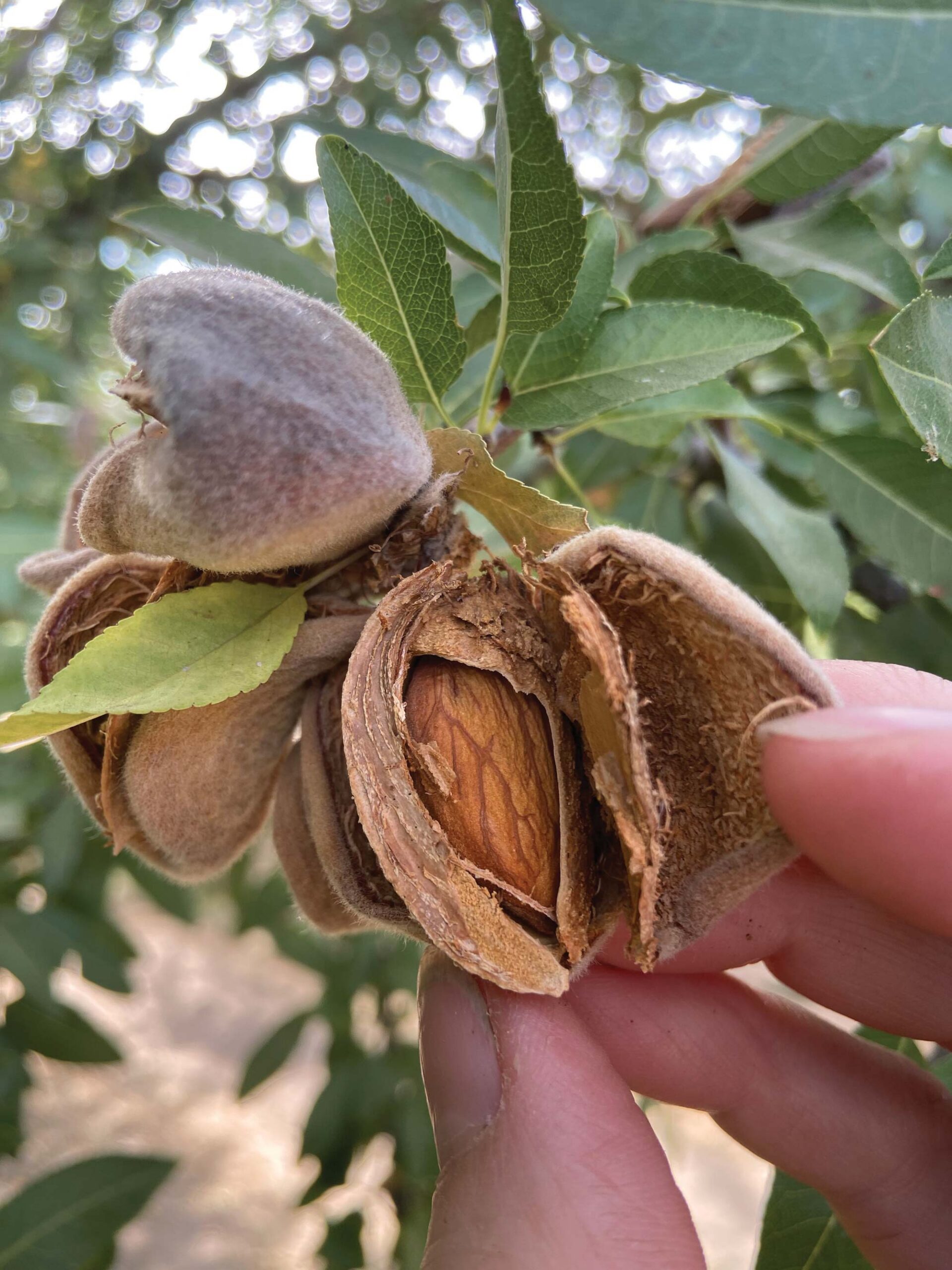 almond still on the tree with hull split to show nut inside