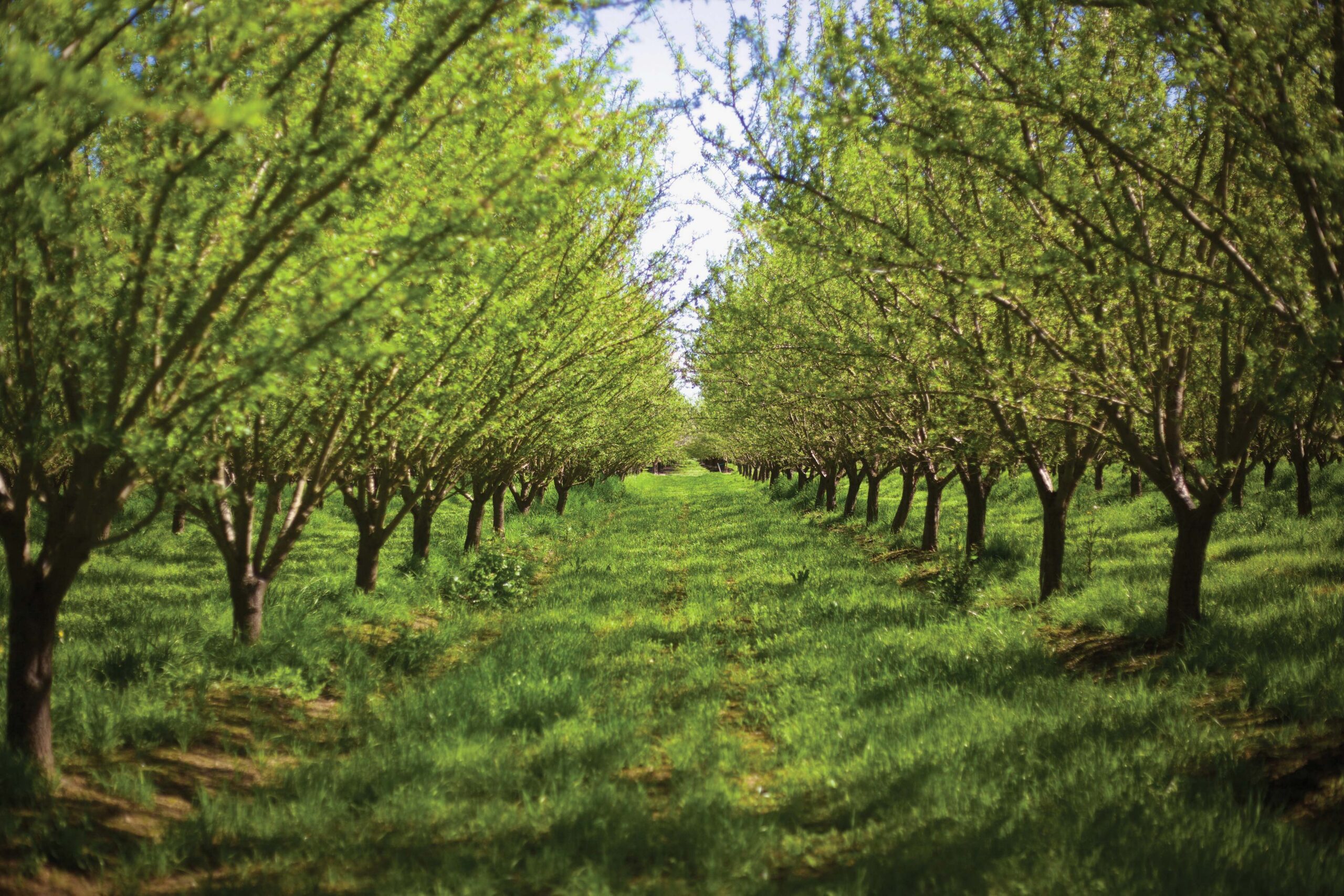 almond orchard