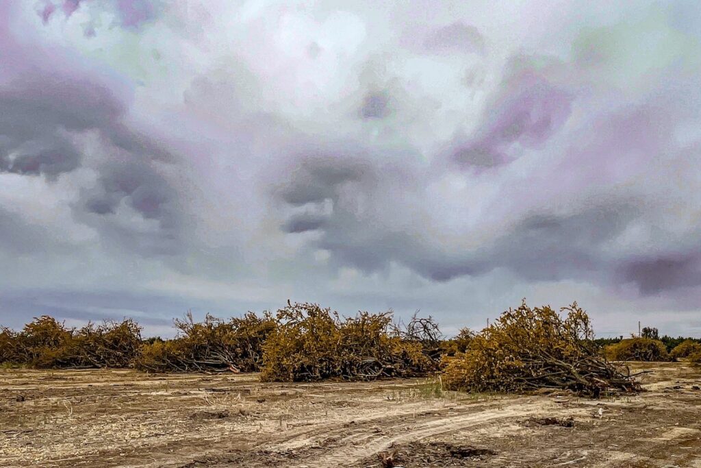 almonds growing on tree