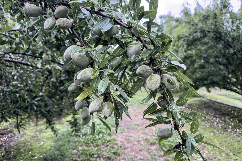 almonds growing on tree