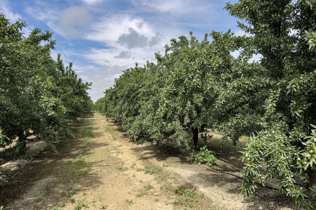 almond grove