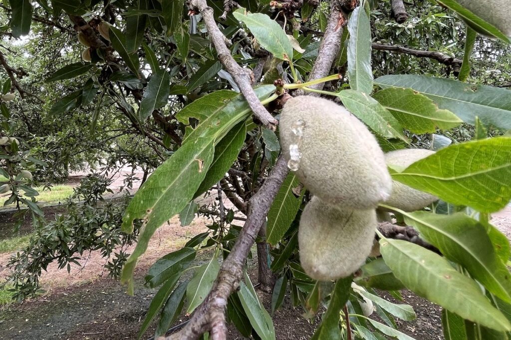 almonds growing on tree