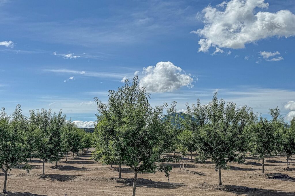 almonds growing on tree