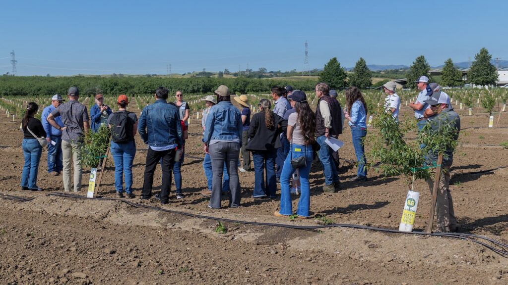 group of people in almond orchard