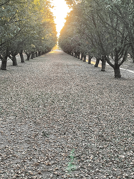 Almonds drying on the ground in orchard