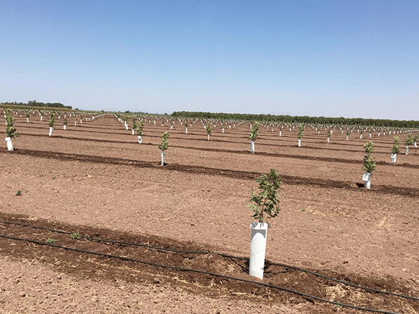 sprinkler system in pecan orchard with small trees