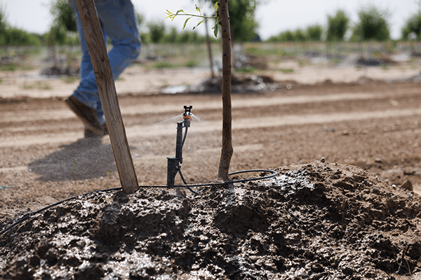 sprinkler set up in nut orchard