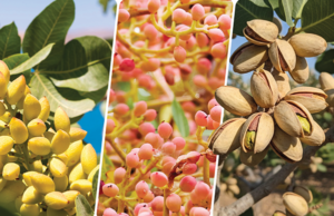 Lessons at harvest: Reading the season behind the crop