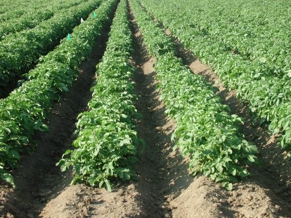 New insecticide for managing sucking pests registered in California