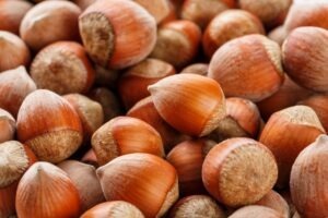 Kentucky hazelnut trial tests five eastern filbert blight-resistant cultivars