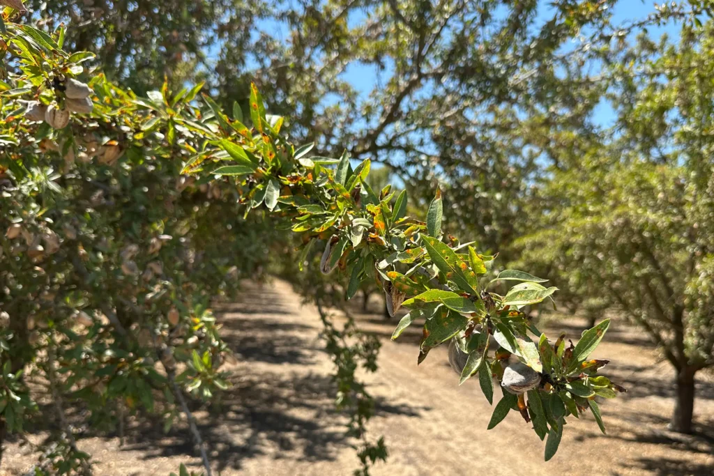 California almond harvest advances as August heat, rain and mites pressure orchards
