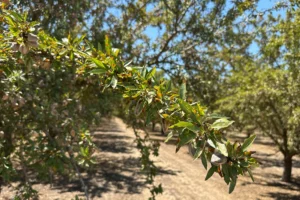 California almond harvest advances as August heat, rain and mites pressure orchards