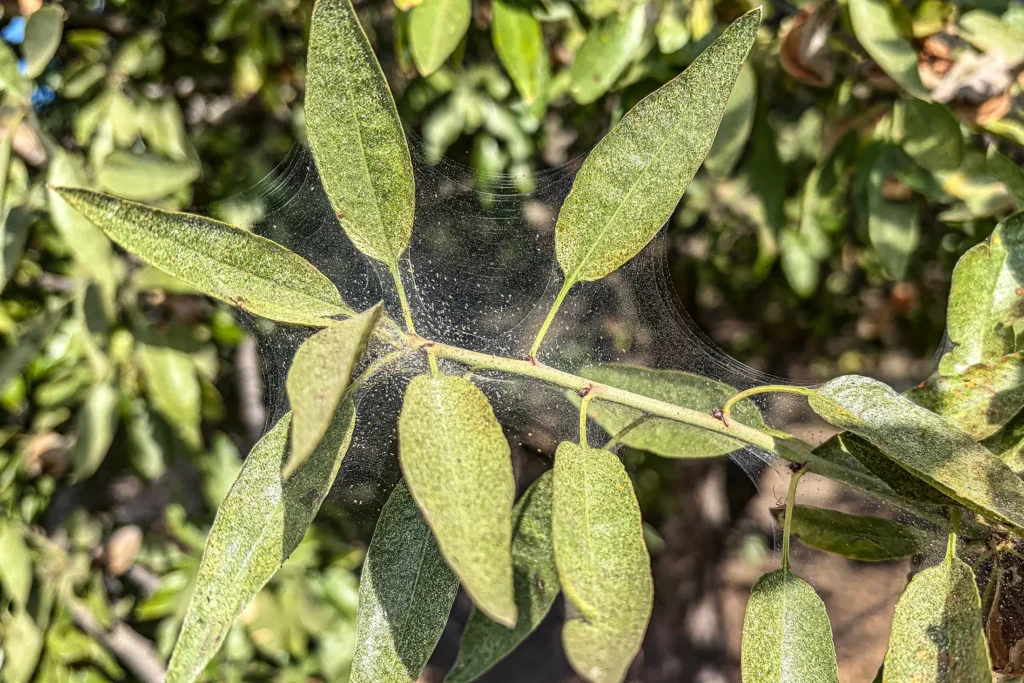 spider mite damage on almond leaves