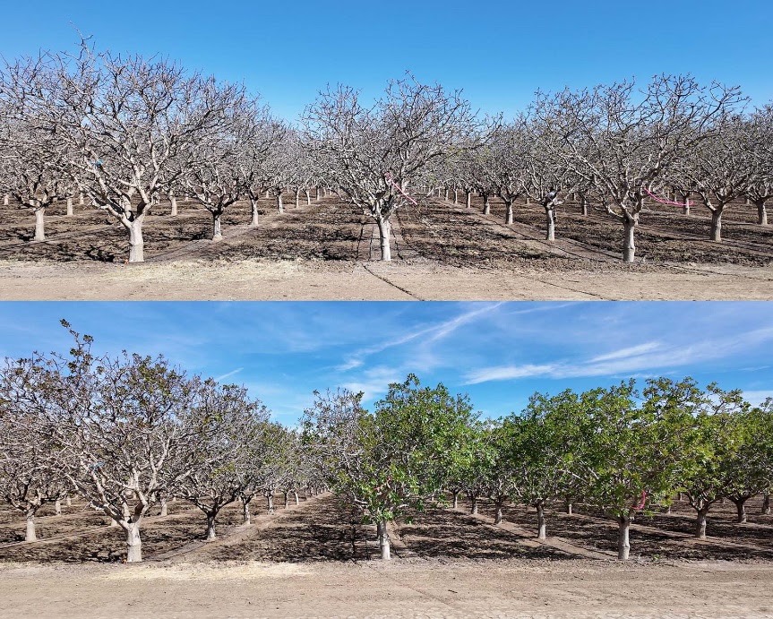 Alzchem announces Dormex rebate for California, Arizona growers