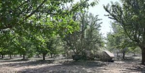 Almond update shows strong exports, tighter supply
