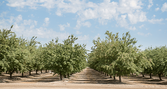 Don’t stop at harvest: A checklist for healthier almond orchards