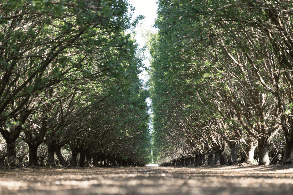 almond trees