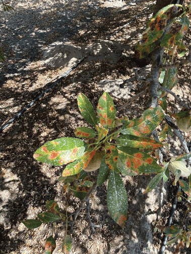 diseased almond leaves with orange/rust colored spots