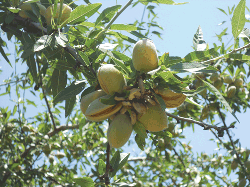 almonds on tree