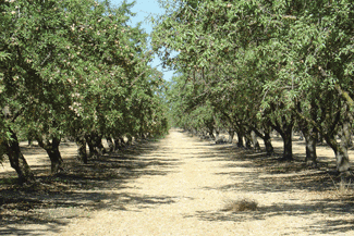 rows of almond trees