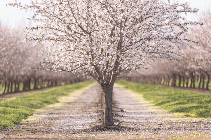 flowering almond trees
