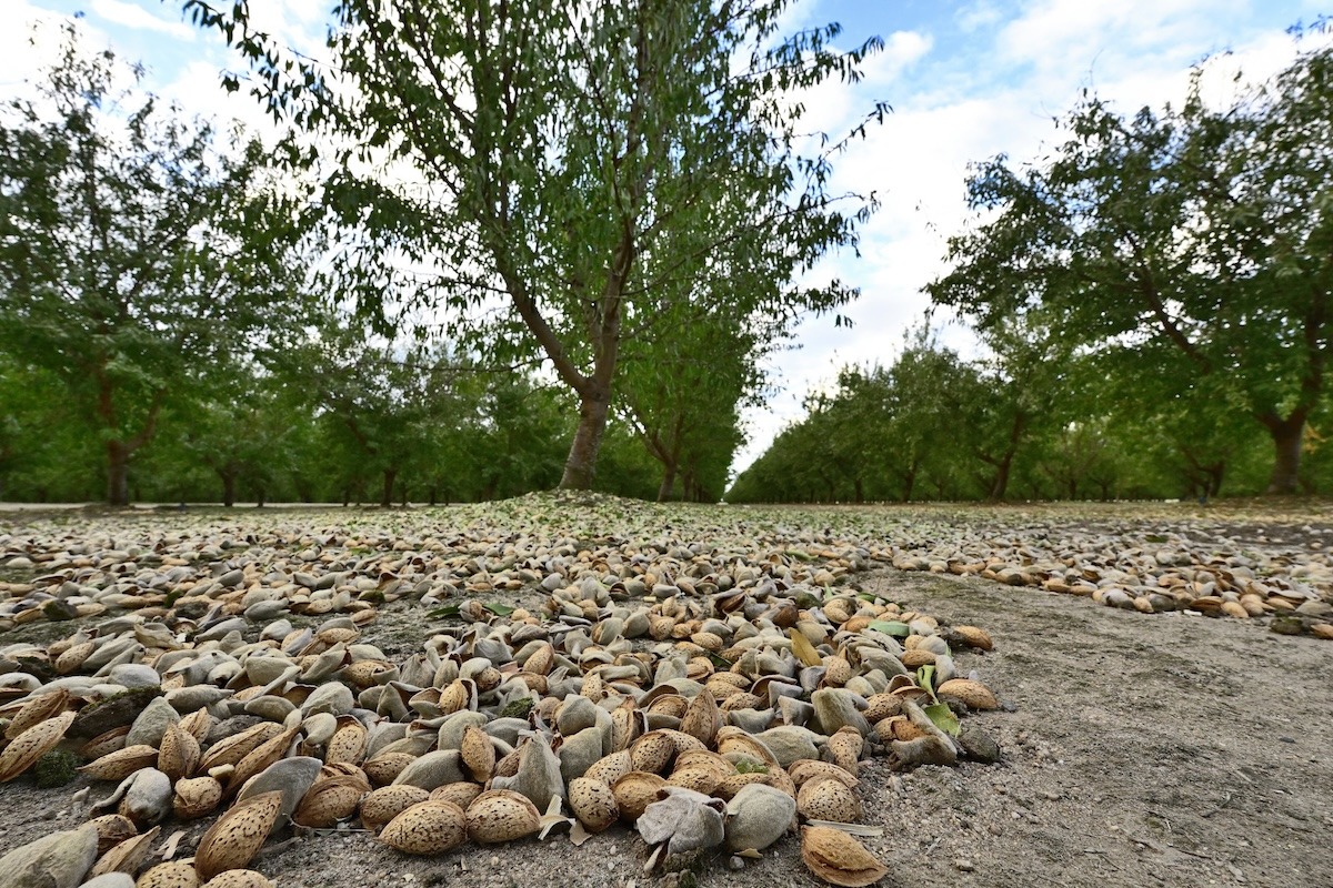 Aldrich Almonds Waiting for the Sweeper